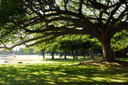 561_hawaii_500