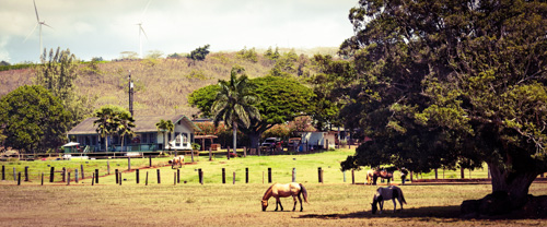 596_Hawaii_500