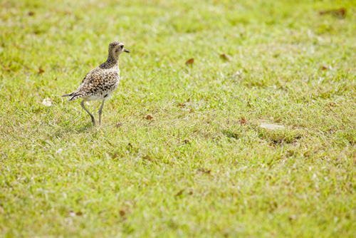 201103-h_hurou_021_1000