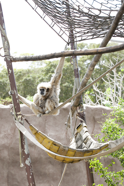 201303-N_Honolulu zoo_036+