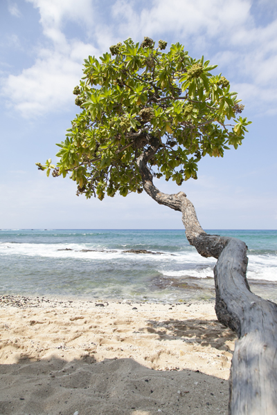 201303-E_kukiobeach_034