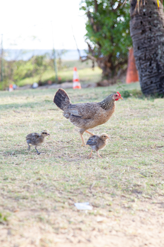 201305-E_poipu beach067