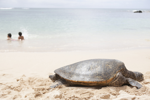 201306-N_Laniakea beach_034+