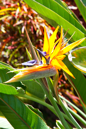201307-E_flower_042