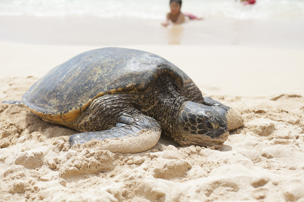 201306-N_Laniakea beach_008