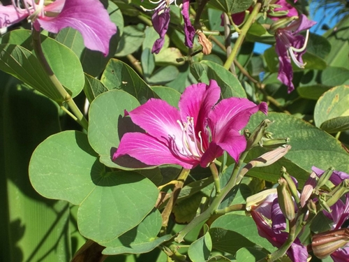 03_Pink Flower_500