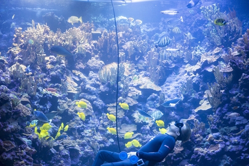 05-201212-S_Maui Ocean Center_171_500
