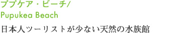 ププケア・ビーチ/Pupukea Beach 日本人ツーリストが少ない天然の水族館
