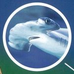【マウイ島】不思議な生き物がいっぱい!? マウイ・オーシャン・センター