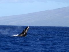 【ハワイを楽しむ50の方法】Vol.5 クジラに出合う感動体験