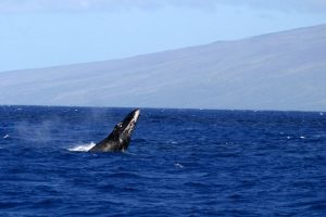 【ハワイを楽しむ50の方法】Vol.5 クジラに出合う感動体験