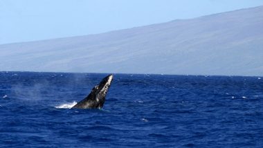 【ハワイを楽しむ50の方法】Vol.5 クジラに出合う感動体験