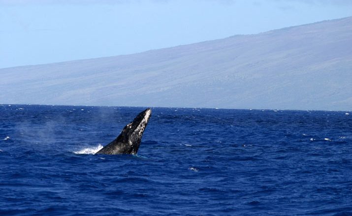 【ハワイを楽しむ50の方法】Vol.5 クジラに出合う感動体験