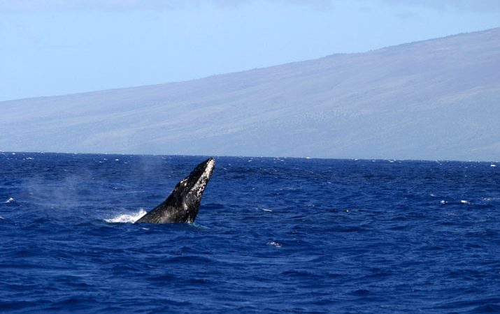【ハワイを楽しむ50の方法】Vol.5 クジラに出合う感動体験