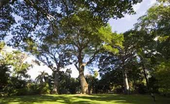 フォスター植物園／Foster Botanical Garden