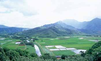 ハナレイ渓谷展望台／Hanalei Valley Lookout