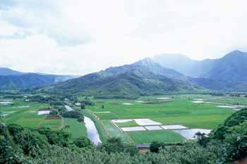 ハナレイ渓谷展望台／Hanalei Valley Lookout