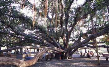 バニヤン・ツリー／The Banyan Tree