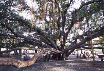 バニヤン・ツリー／The Banyan Tree