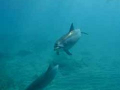 ドルフィン＆ユースペシャルーキャンペーン ～「イルカと戯れ隊」発足記念サンキューキャンペーン～