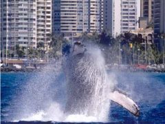 ホノルルのホエールウオッチング・クルーズは今シーズン12月22日から運行開始