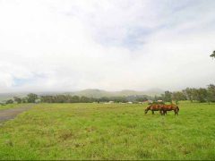 パーカー牧場/Parker Ranch
