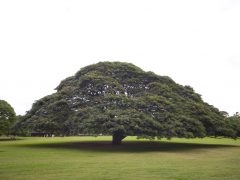 「この木なんの木～」で知られる大きな木が間近で見られる公園「モアナルア・ガーデン・パーク／Moanalua Garden Park」