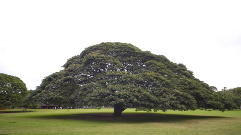 「この木なんの木～」で知られる大きな木が間近で見られる公園「モアナルア・ガーデン・パーク／Moanalua Garden Park」
