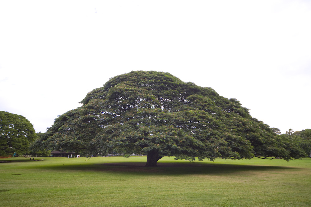 この木なんの木～」で知られる大きな木が間近で見られる公園 