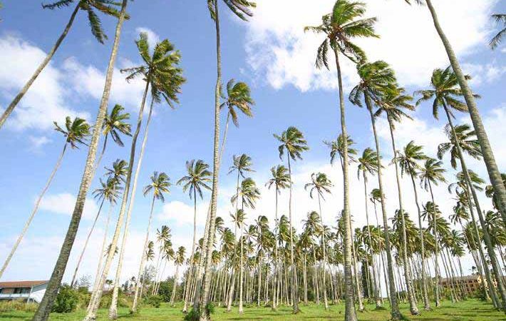 クヒオ・ハイウェイ /Kuhio Hwy