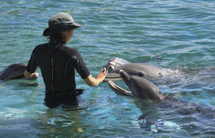 シーライフ・パーク・ハワイ/Sea Life Park