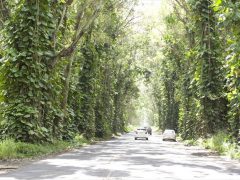 ツリー・トンネル ／Tree Tunnel