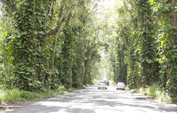 ツリー・トンネル /Tree Tunnel