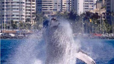 今年もザトウクジラがハワイに戻ってきました！