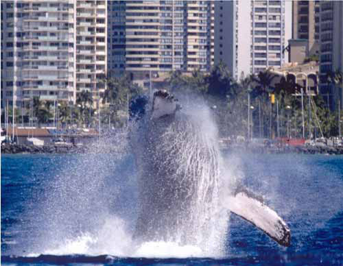 今年もザトウクジラがハワイに戻ってきました！
