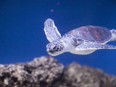 ワイキキ水族館／Waikiki Aquarium