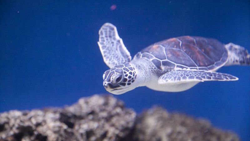 ワイキキ水族館/Waikiki Aquarium