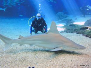 サメと泳げる「シャーク・ダイブ・マウイ」