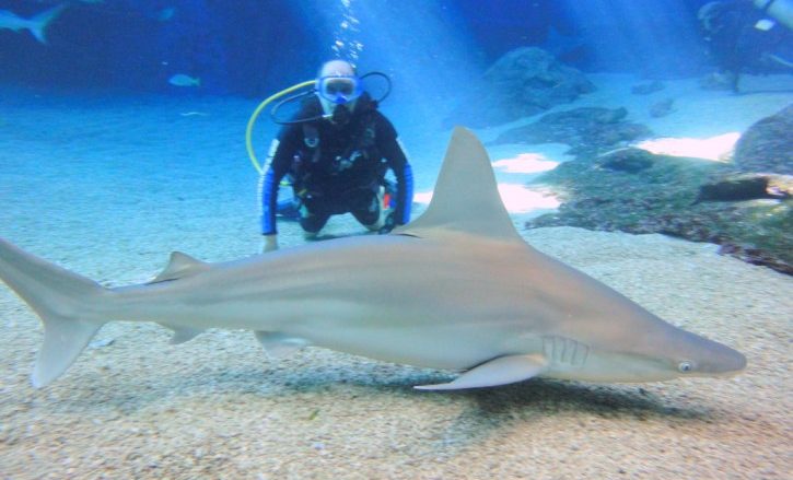 サメと泳げる「シャーク・ダイブ・マウイ」