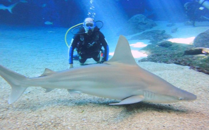 サメと泳げる「シャーク・ダイブ・マウイ」