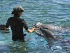 シーライフ・パーク・ハワイ／Sea Life Park