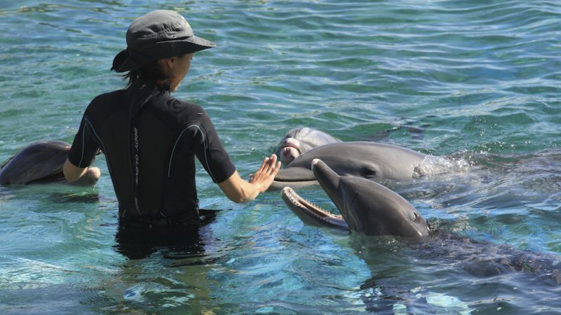 シーライフ・パーク・ハワイ/Sea Life Park