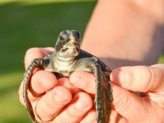 マウイ・オーシャン・センター、絶滅危惧のウミガメ6匹を海へ放流