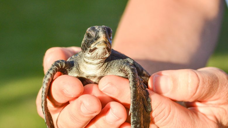 マウイ・オーシャン・センター、絶滅危惧のウミガメ6匹を海へ放流