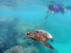 「海」派に おすすめ！ハワイの人気マリン系オプショナルツアー４選