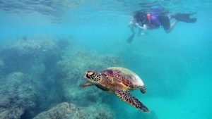 「海」派に おすすめ！ハワイの人気マリン系オプショナルツアー４選