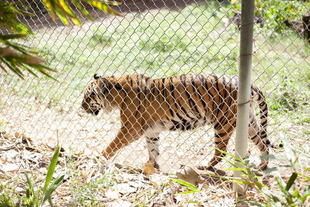 ホノルル動物園／Honolulu Zoo