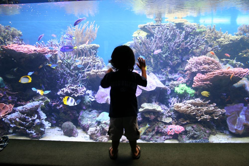 ワイキキ水族館／Waikiki Aquarium