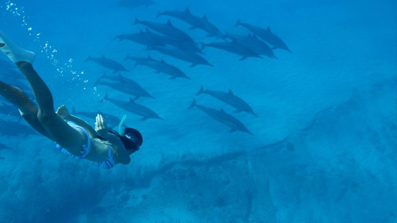 澄んだ海で魚たちと遊びたい 絶好のスノーケリングエリアをCheck!