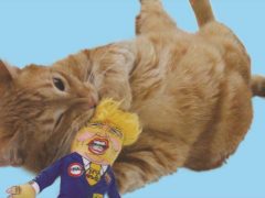 マイ・ペット・デザインズ／MY PET DESIGNS
